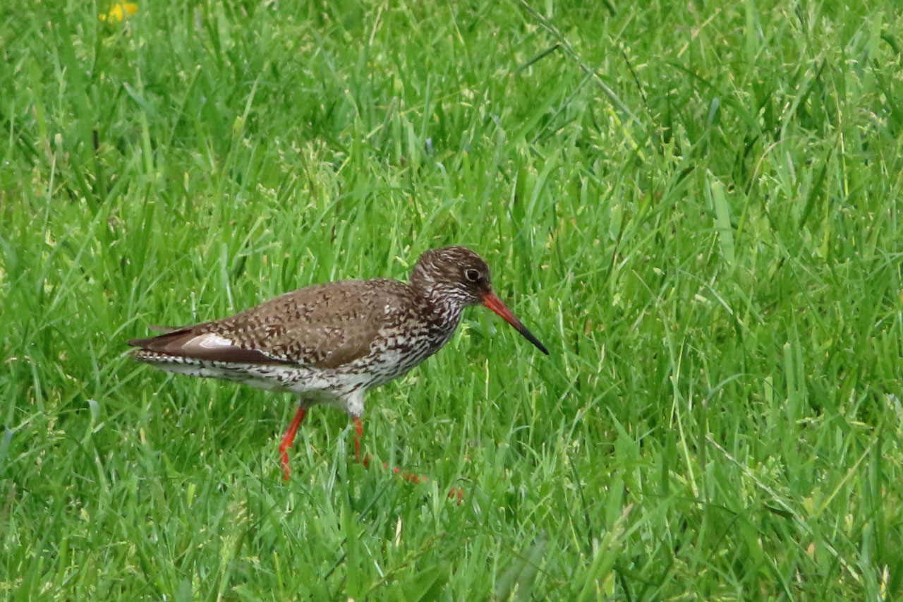 IMG_1292.JPG