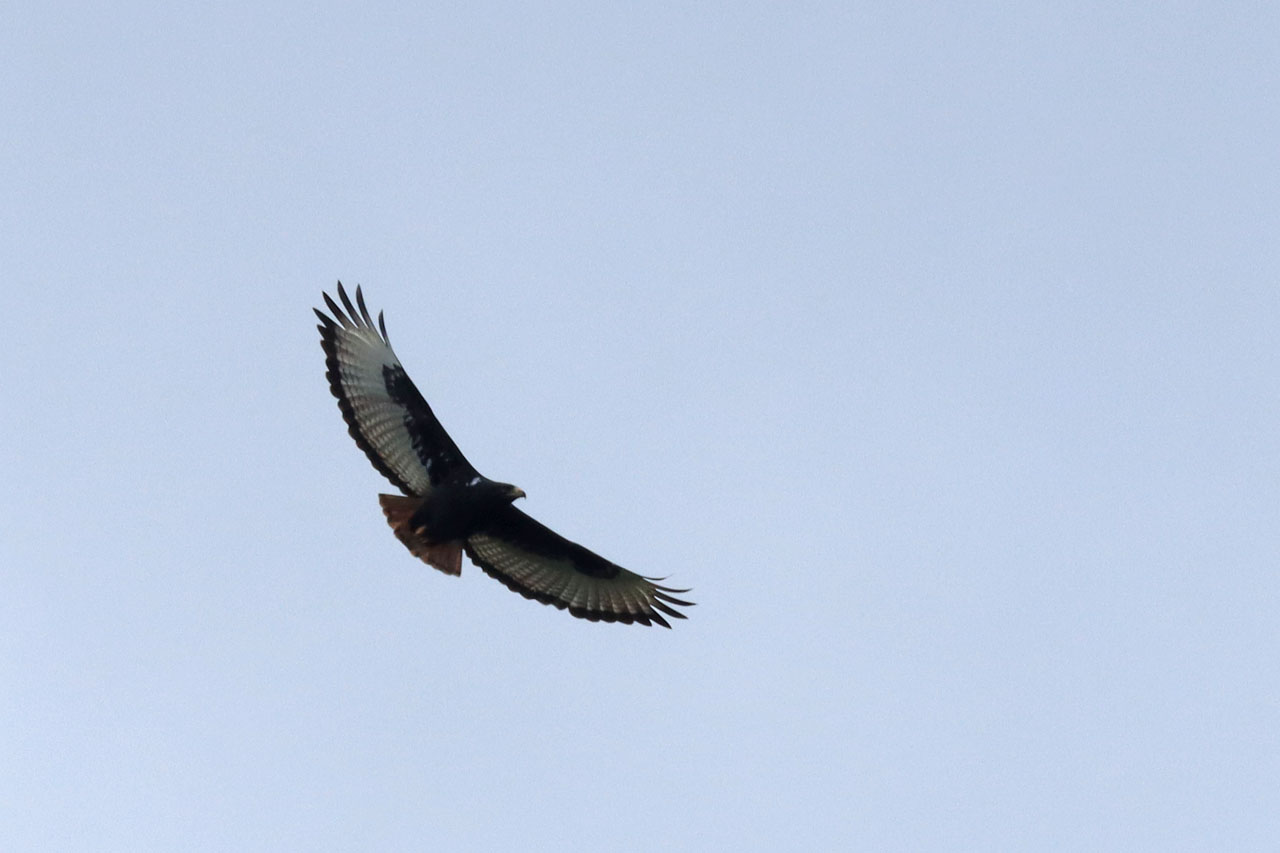 IMG_2697.JPG