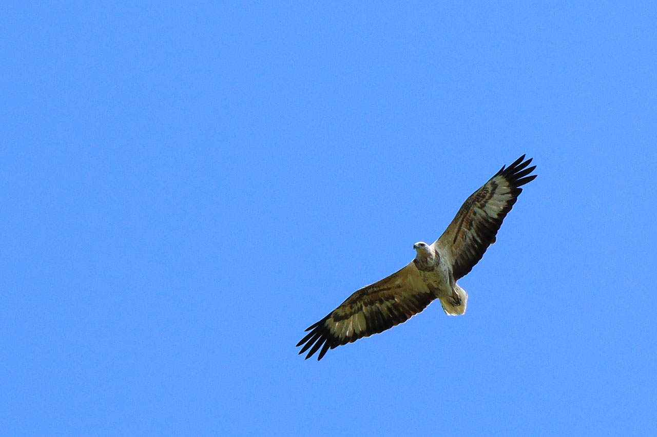 IMG_4762.JPG