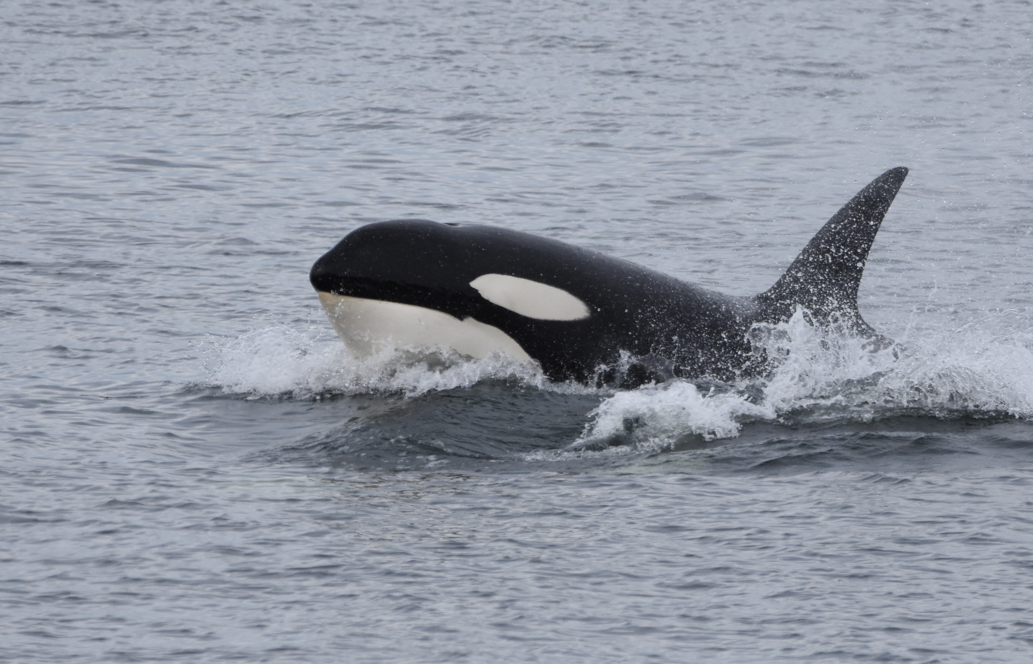orca!