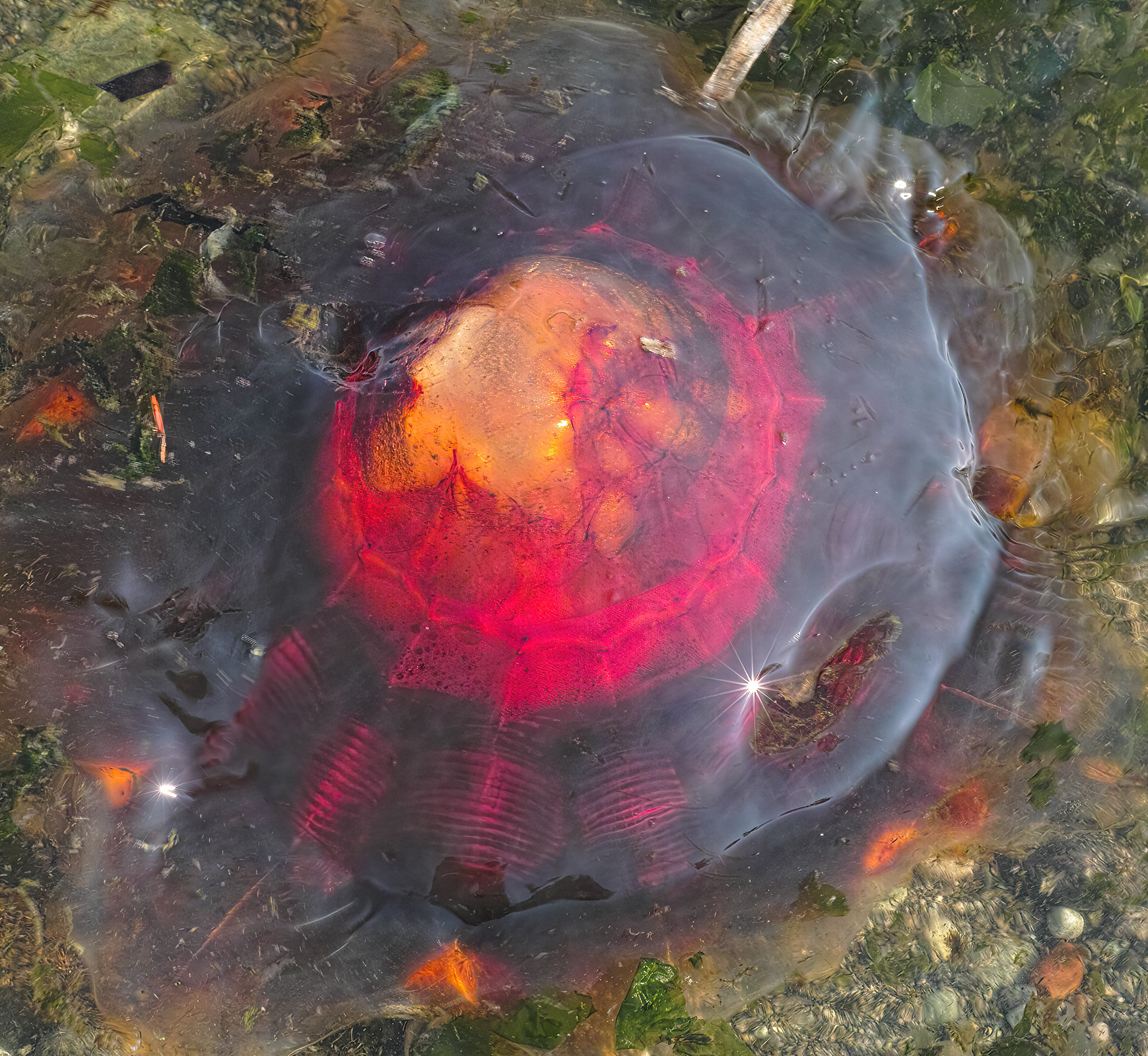 Jelly #3