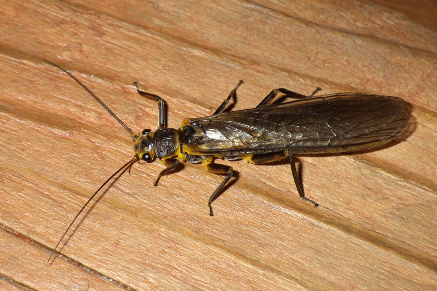 Stonefly_Perlesta_Nitida13.jpg