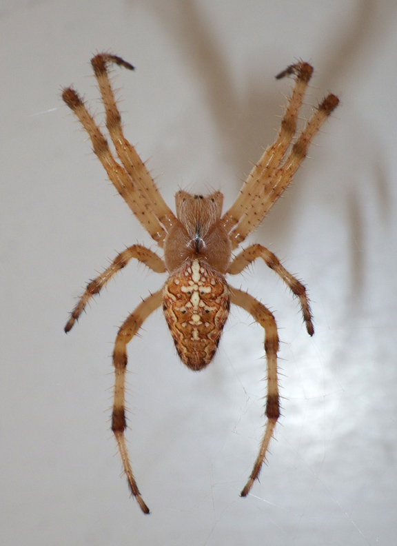 CrossOrbweaver1.JPG