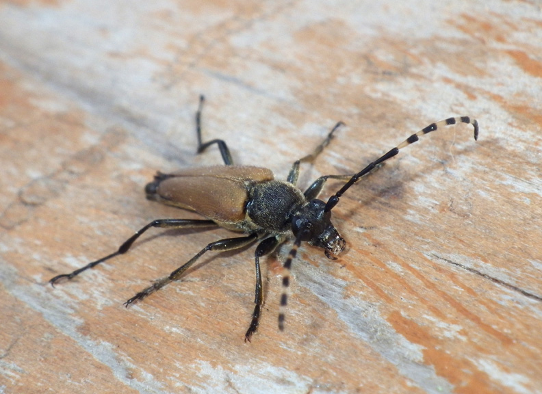 FlowerLonghornBeetle7