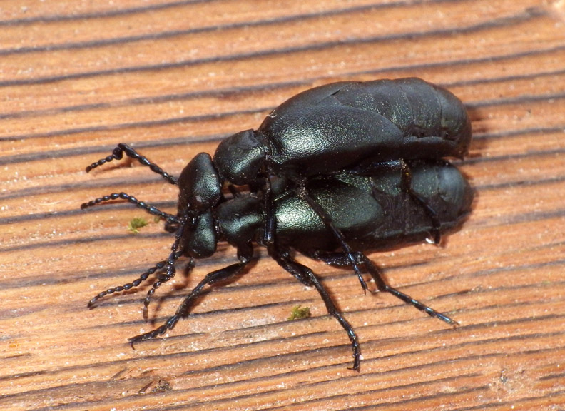 BlackBlisterBeetle18