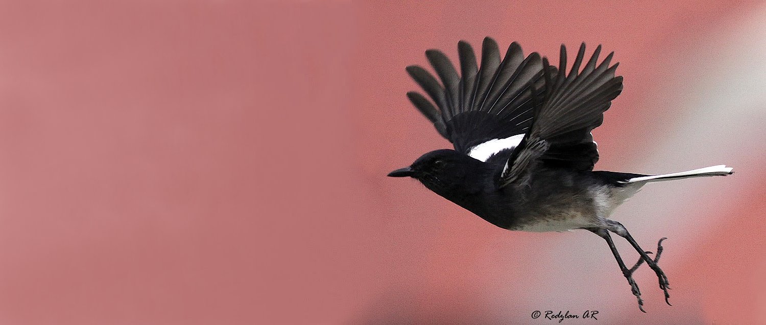 FlyingMagpieRobini1.jpg