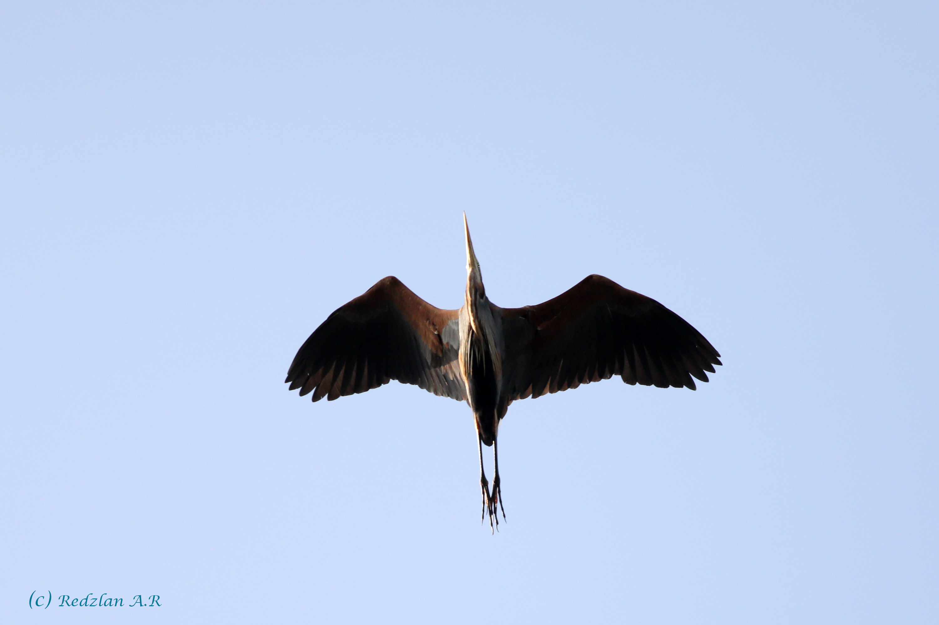 Purple Heron in flight