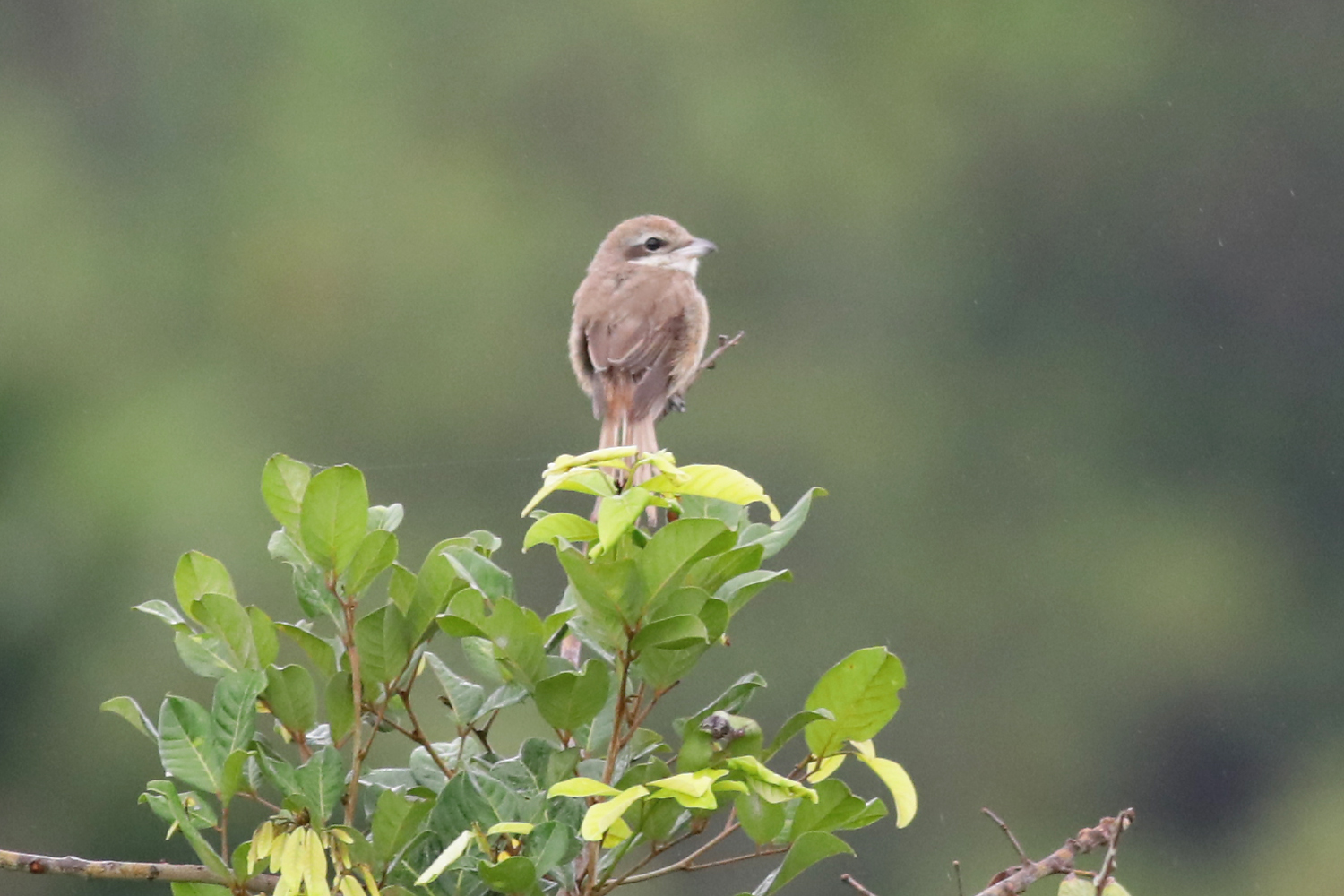 Shrike Rambutan tree