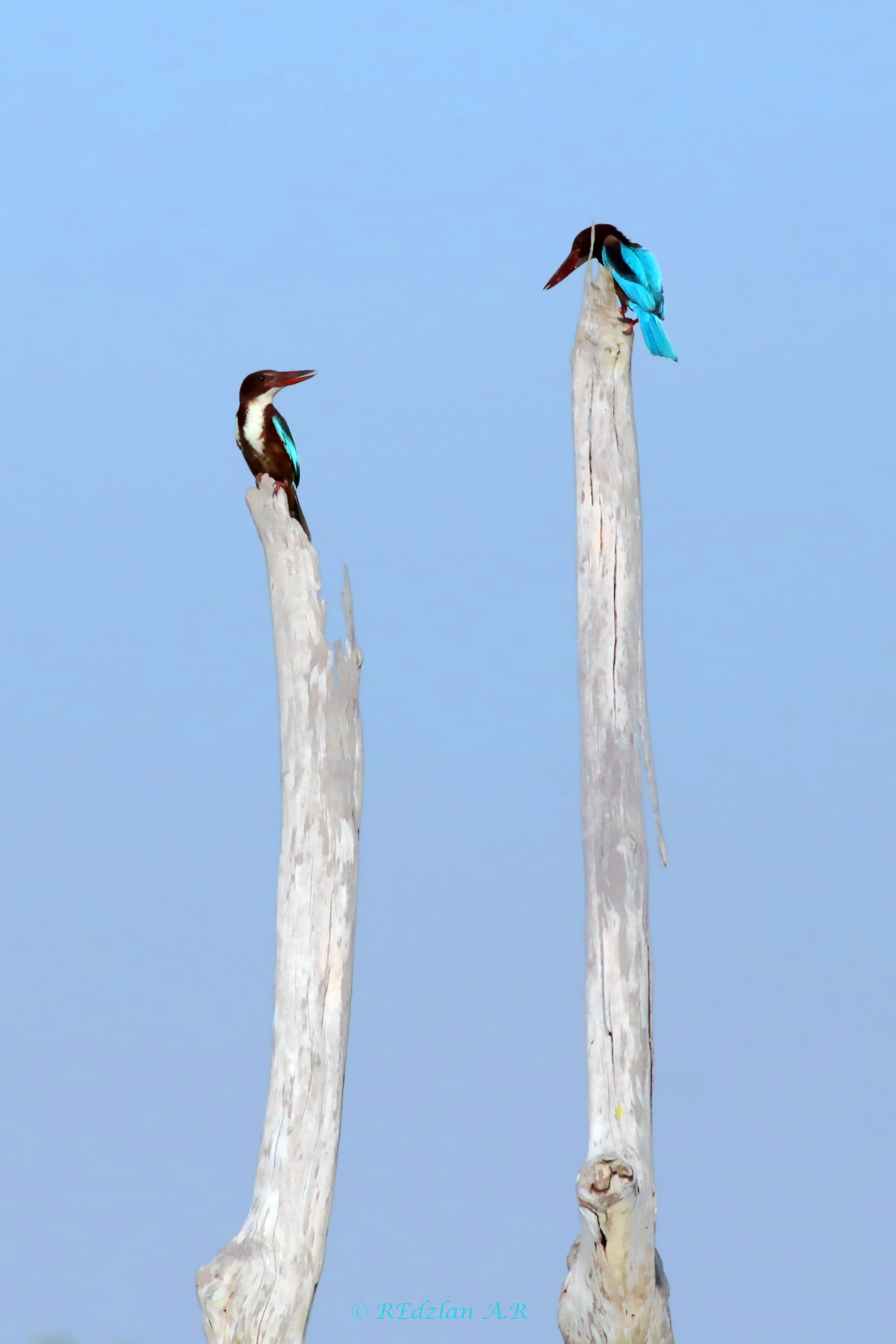 A pair of King Fisher