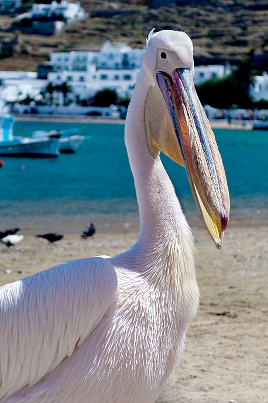 Mykonos - Pelican