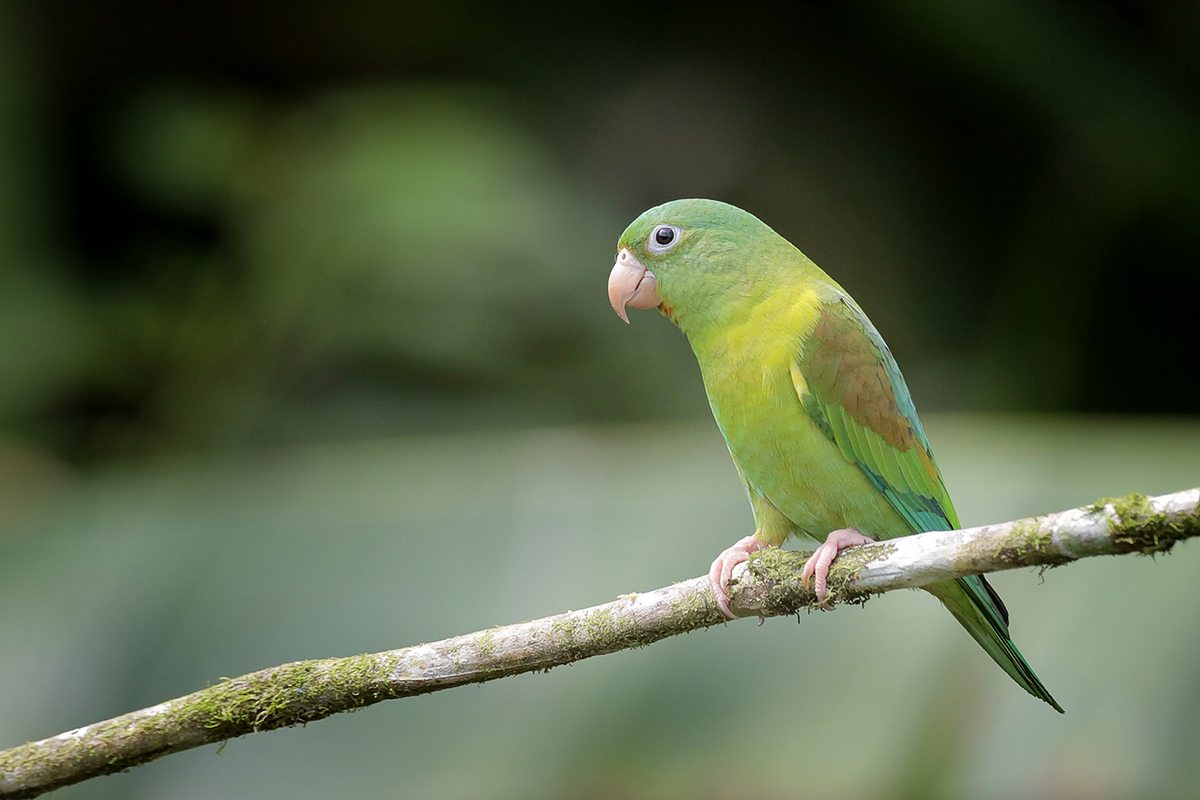 Orange-chinned Parakeet