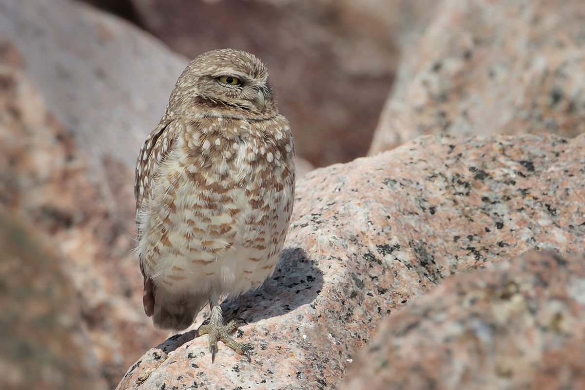 Burrowing Owl