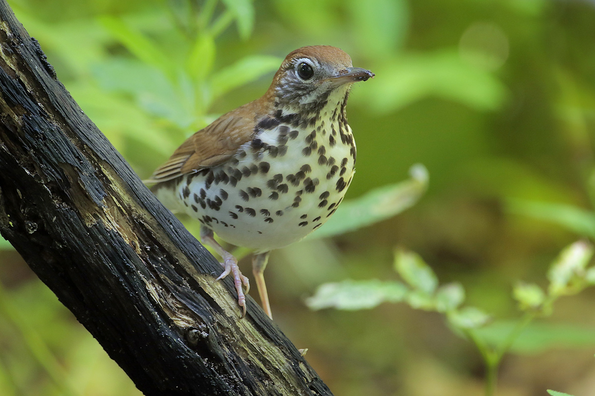 Wood Thrush