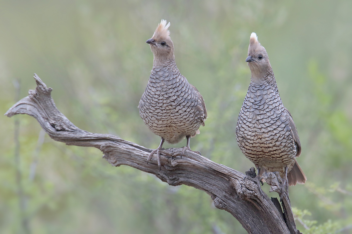 Scaled Quail