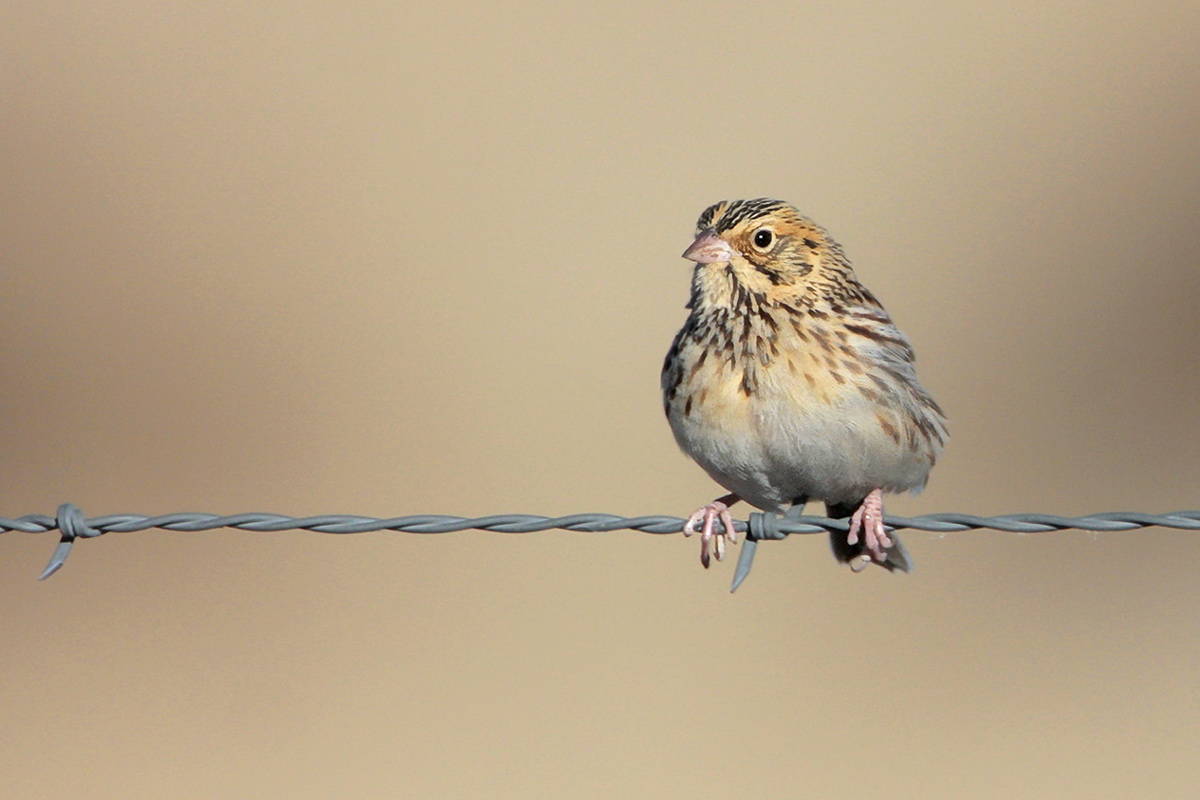 Bairds Sparrow