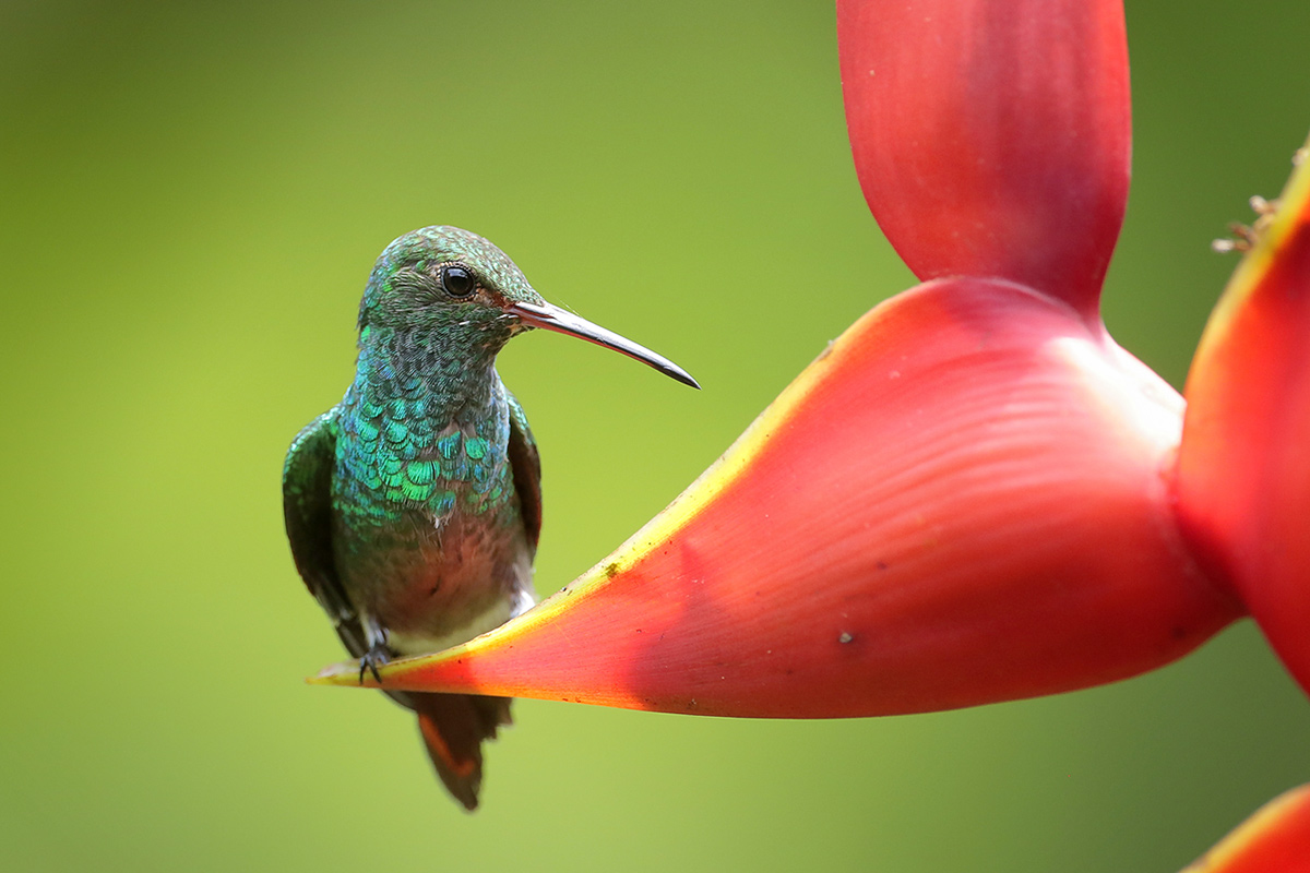 Rufous-tailed Hummingbird