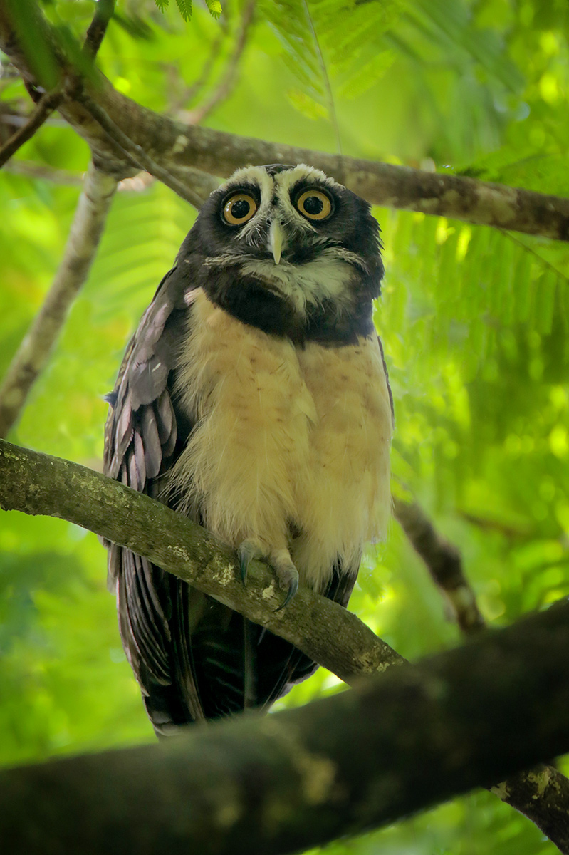 Spectacled Owl