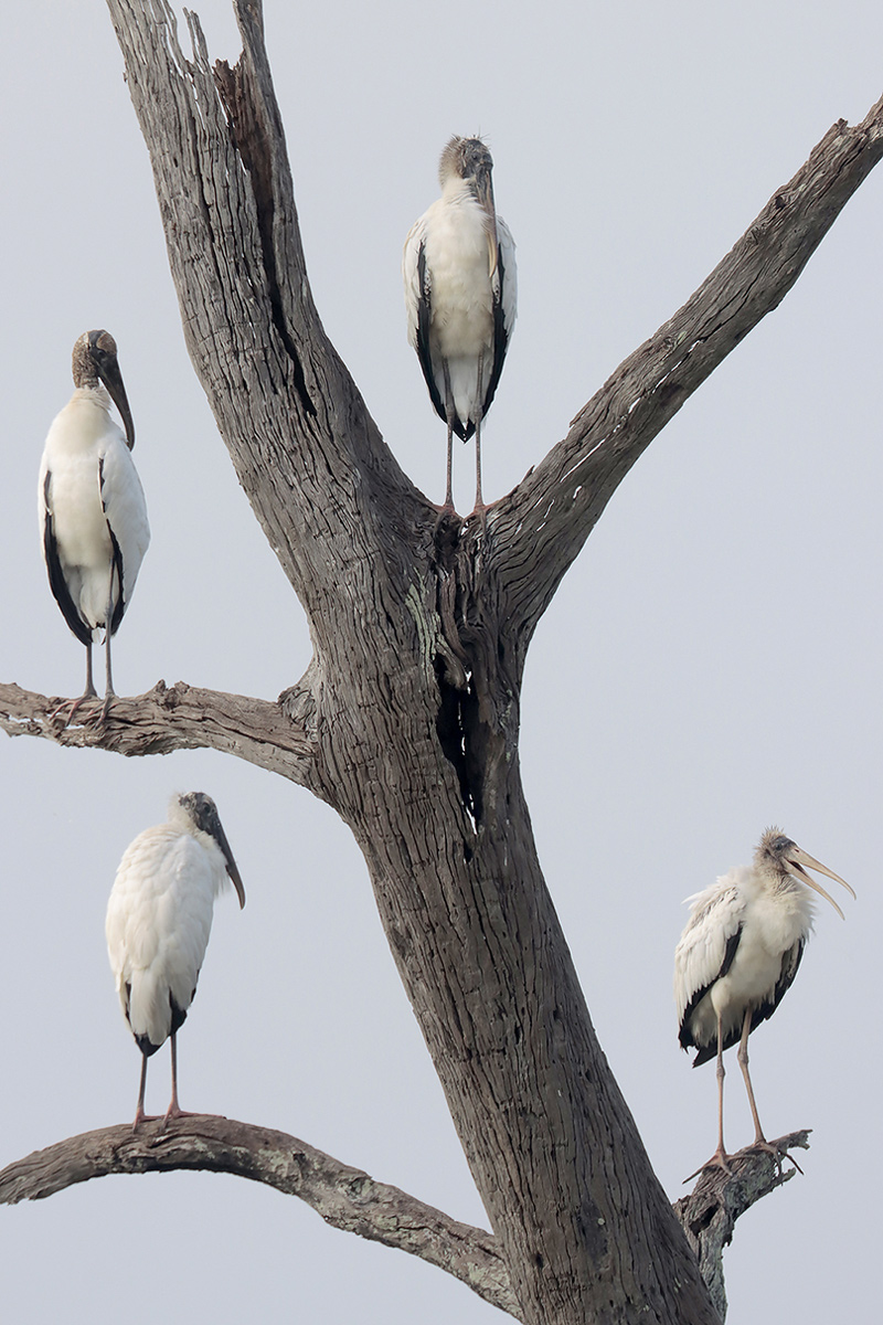 Wood Stork