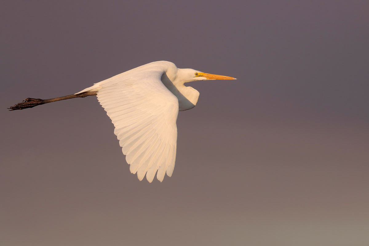 Great Egret