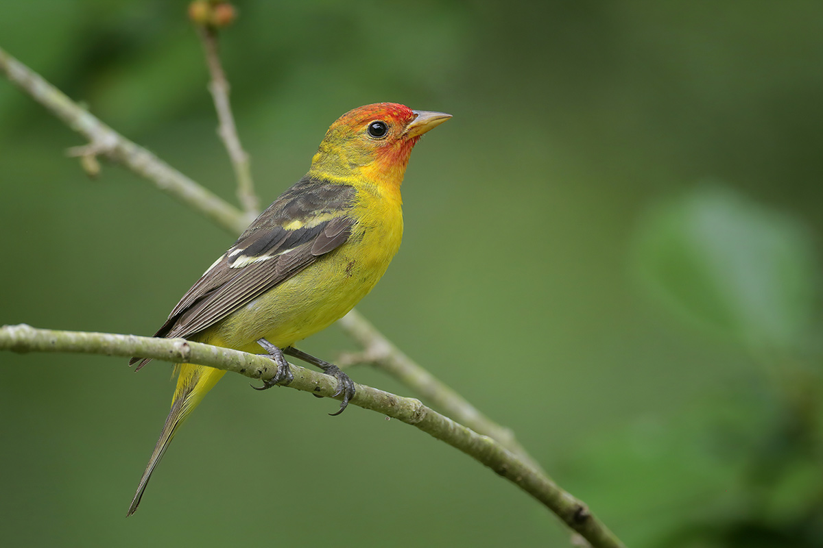 Western Tanager