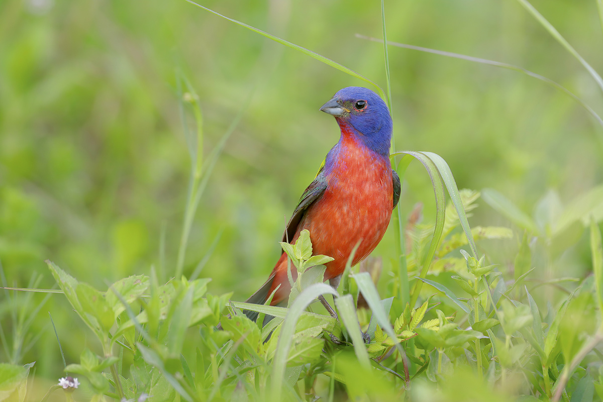 Painted Bunting