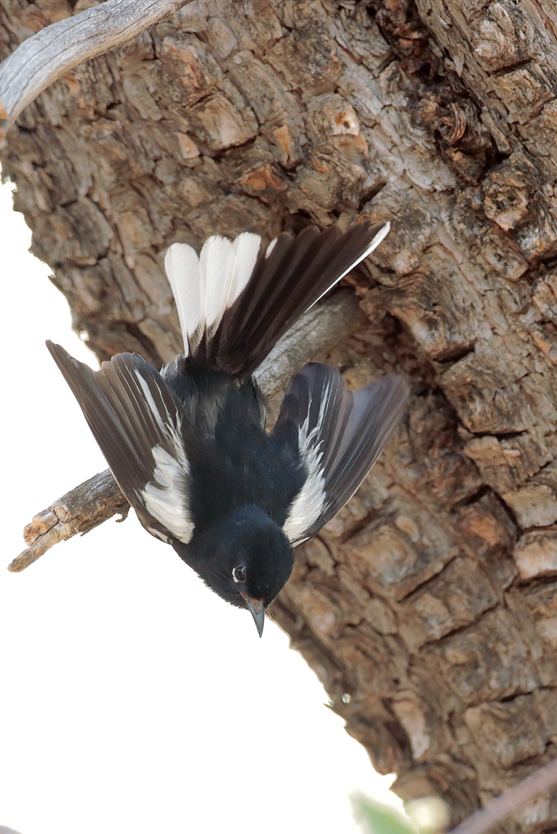 Painted Redstart