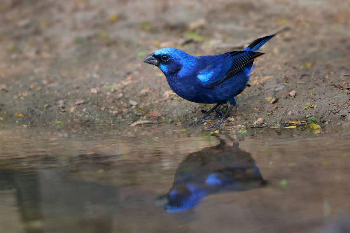 Blue Bunting