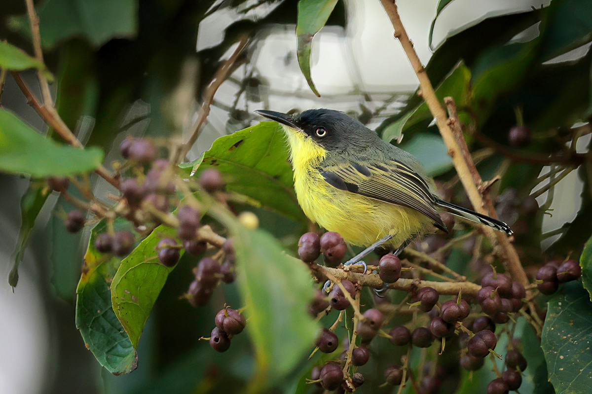 Common Tody Flycatcher