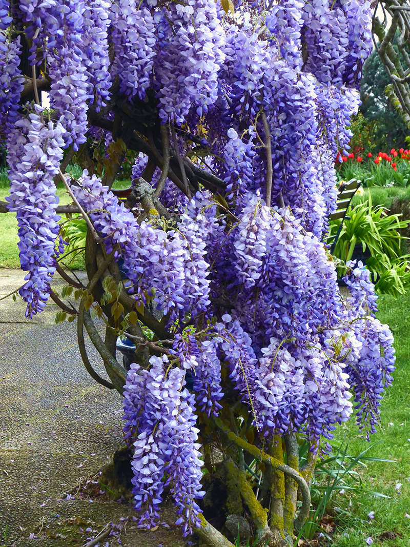 The return of wisteria season...