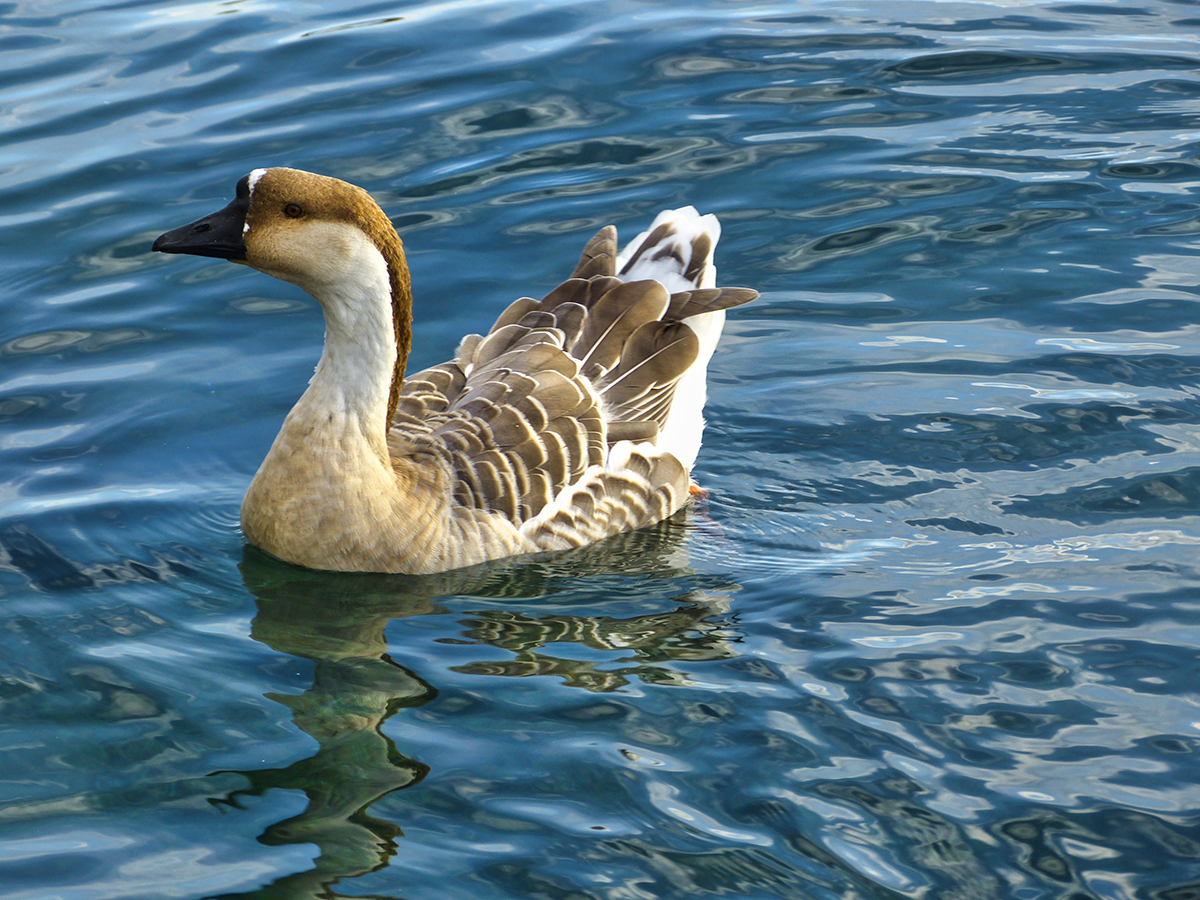 Meeting Mother Goose....