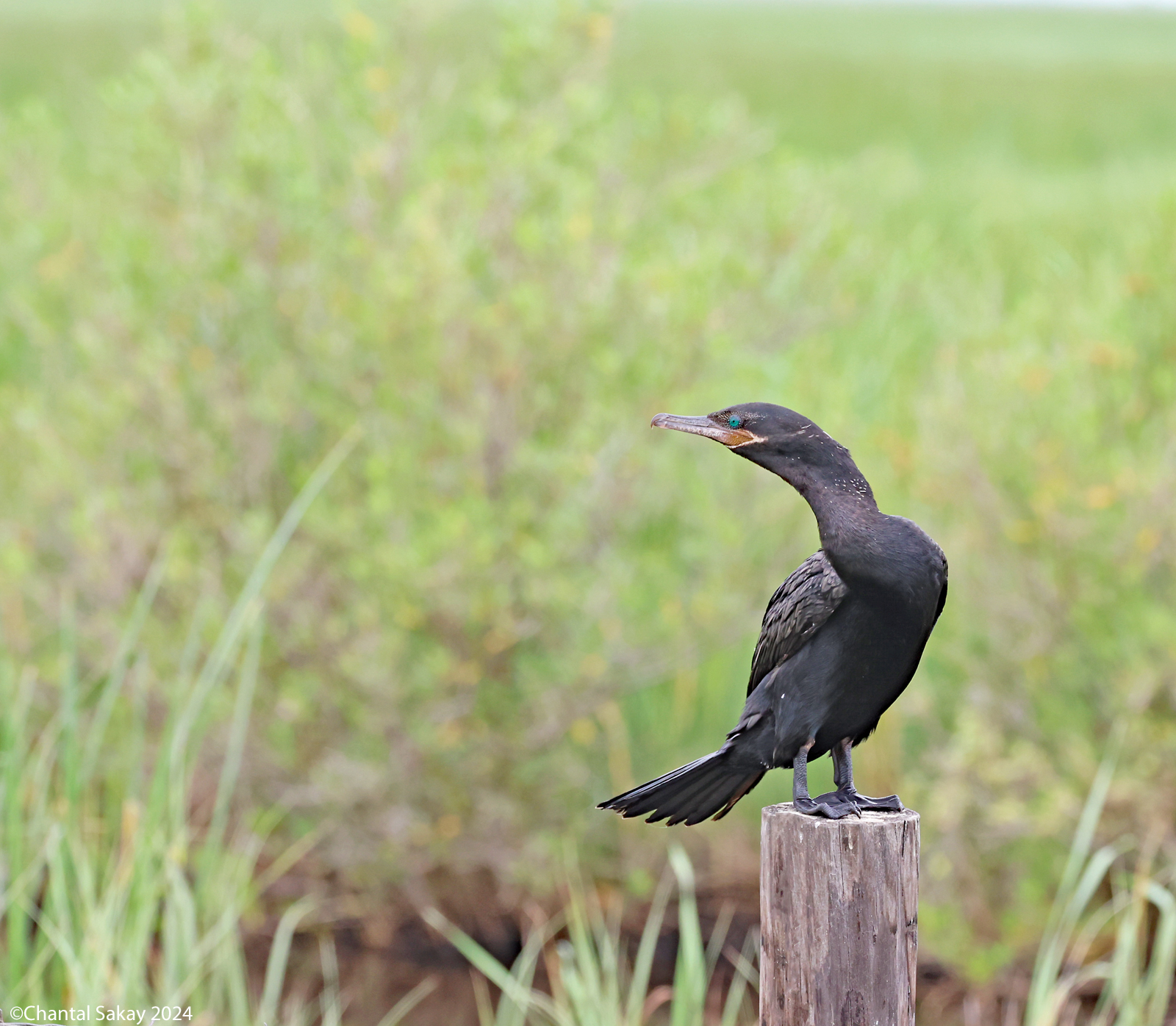 Double-crested-Cormorant