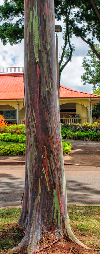 Dole Plantation Rainbow Eucalyptus Tree