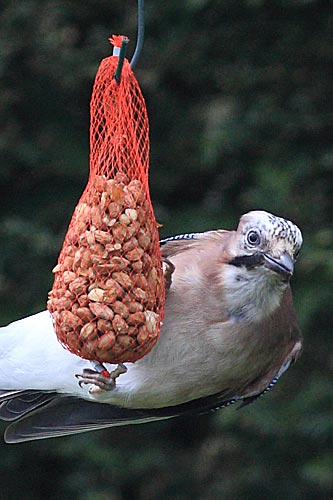 Birds in the garden