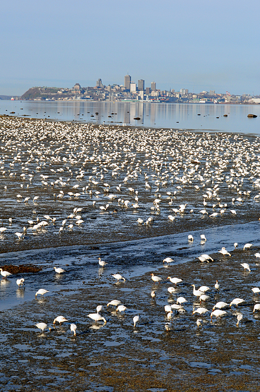 les oies blanches sur les battures