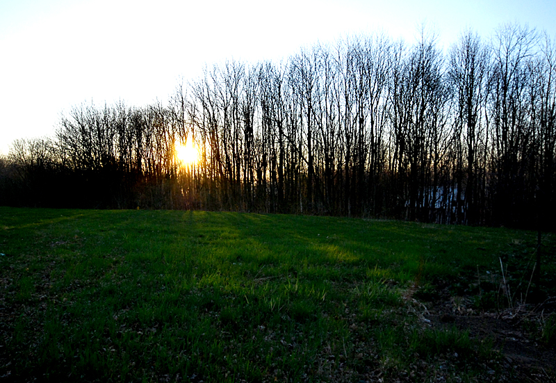 la forêt qui filtre le soleil