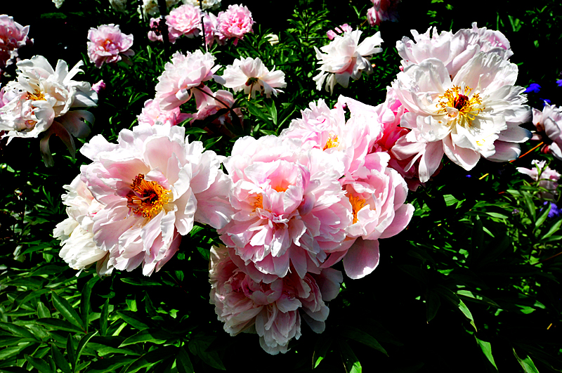 Bouquet vivant de pivoines roses