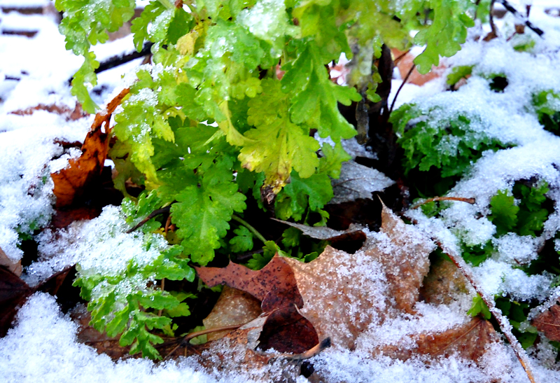 Les feuilles qui ne voulaient pas d'hiver