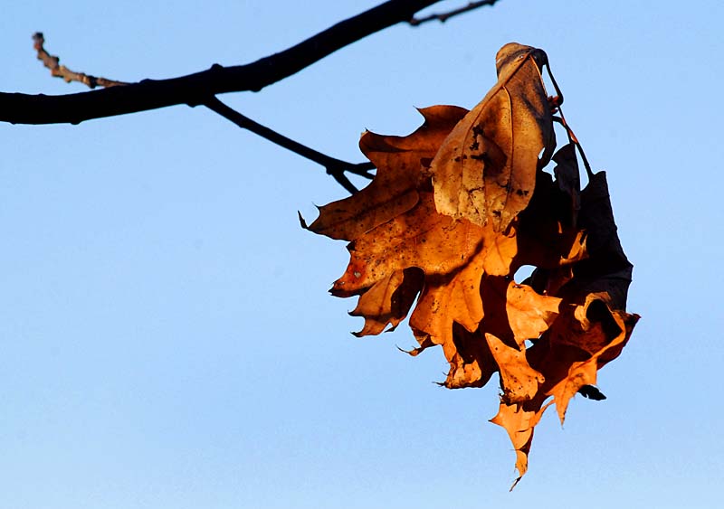 Grappe de feuilles hors saison, Plage Jacques Cartier 
