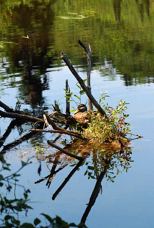 Canarde planque, Marais du Nord 