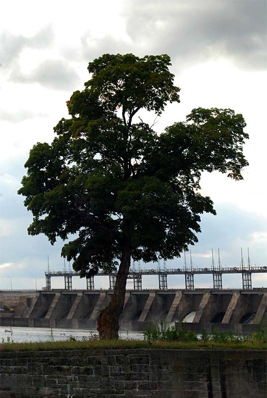 l'arbre devant le barrage