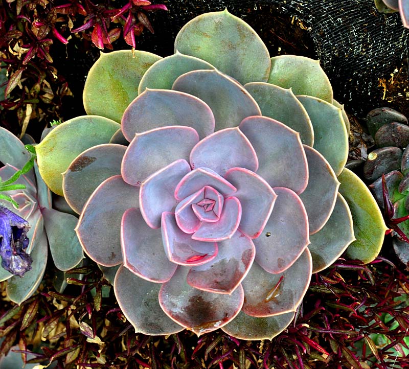 Plante grasse