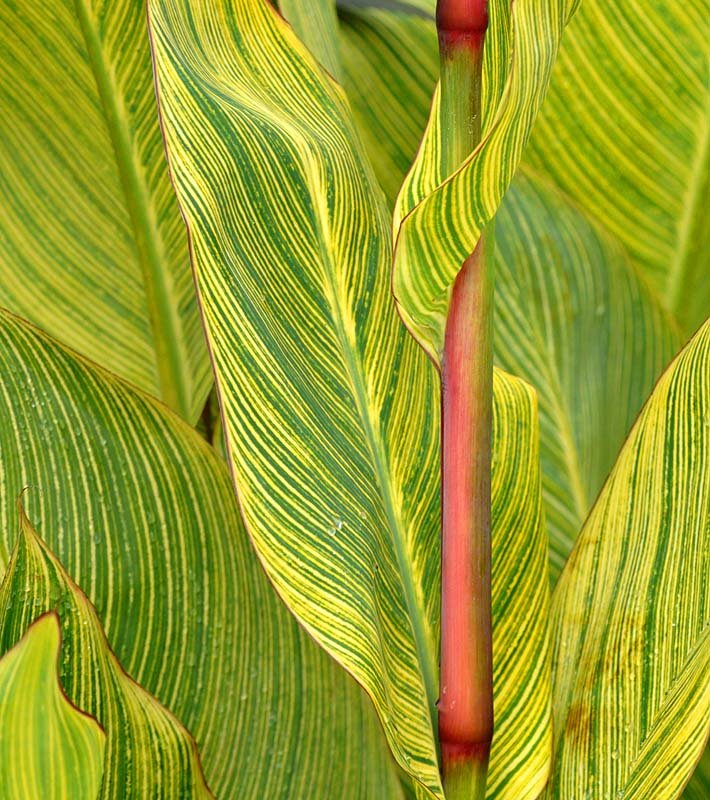 Jardin Jeanne d'Arc ,Canna Pretoria 