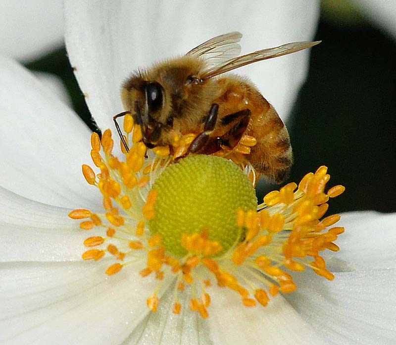 L'abeille butineuse