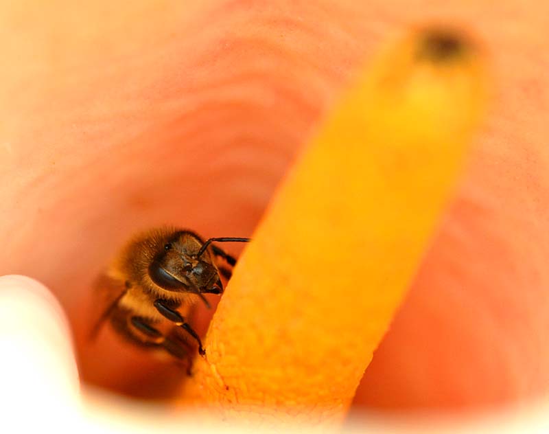  Jardin Van den Hende , l'abeille planque