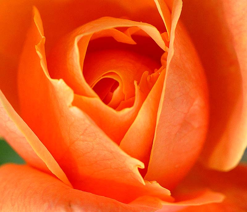 Jardin Van den Hende , la dernire rose (orange)