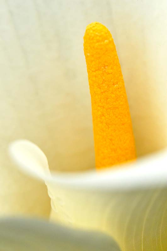 Cne jaune orange