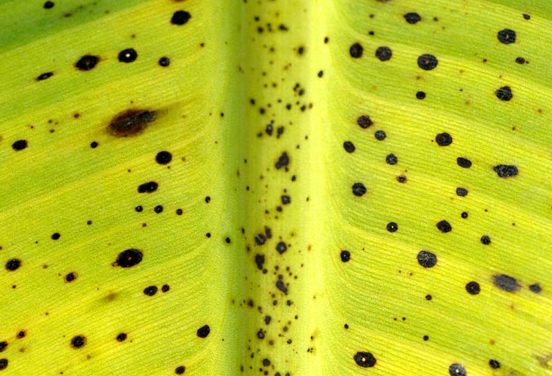 Qui veut la peau du Marsupilami ?