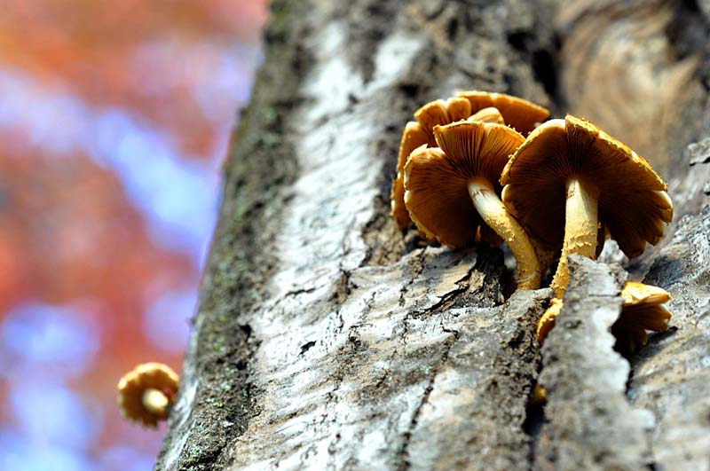 Au pays des champignons