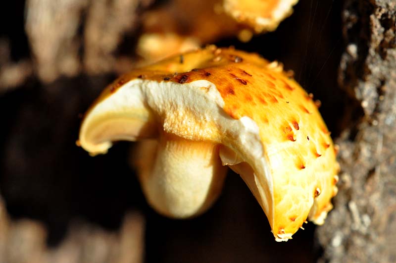 le champignon bless