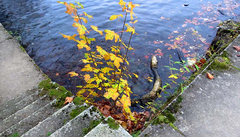 Couleurs d'automne  vian 